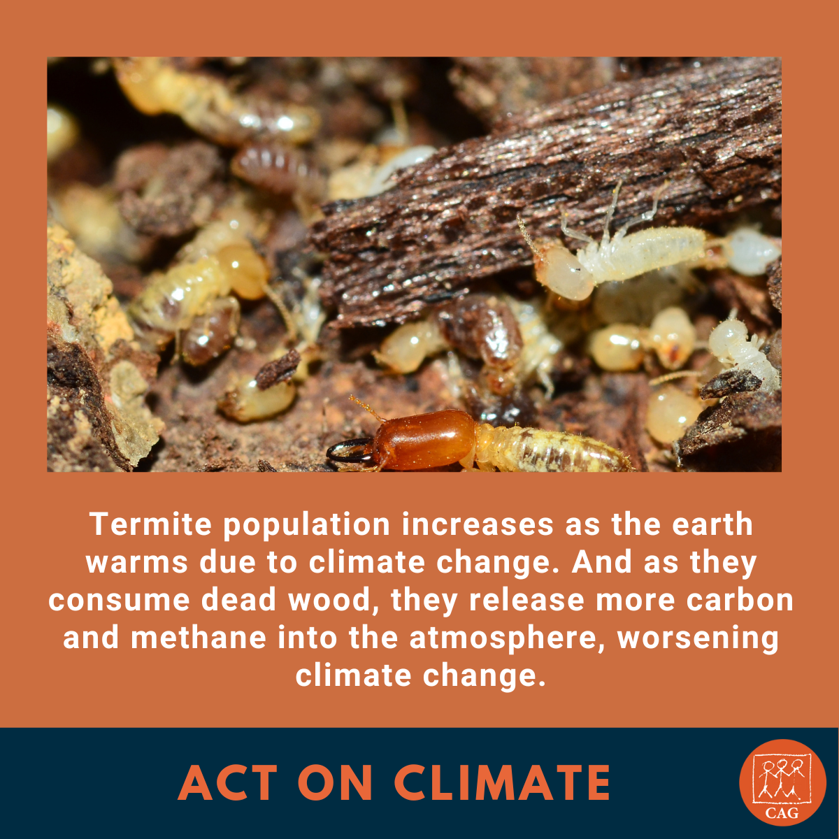 climate change - Termite destruction in aggrevated | Climate Connection