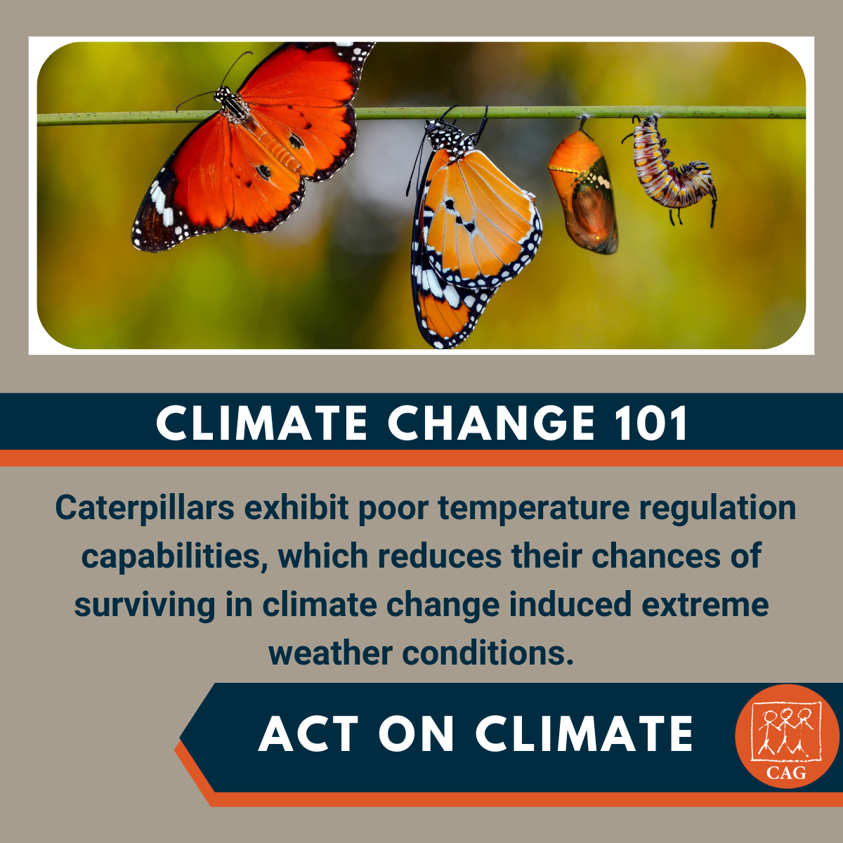 Climate Change - Impact on caterpillars | Climate Connection