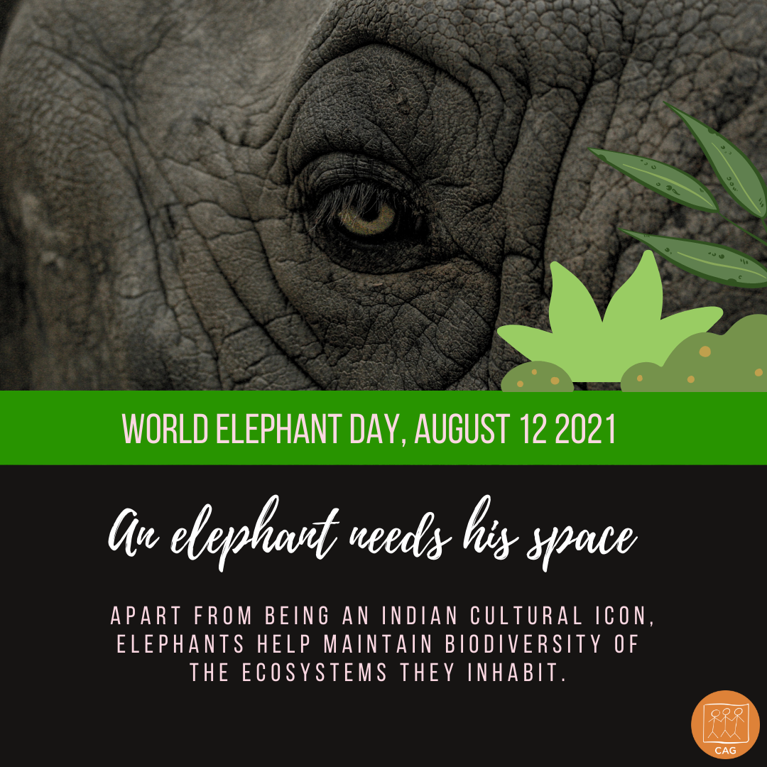 World Elephant Day 